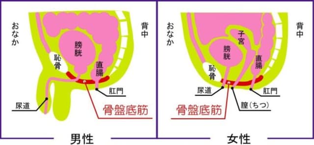 骨盤底筋を鍛えるとドライオーガズムに一歩近づけるらしい!