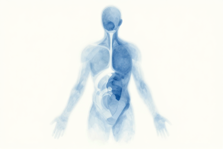 前立腺の位置を示すイメージイラスト