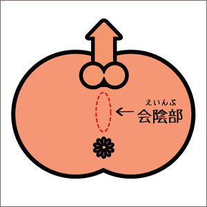 会陰部の図