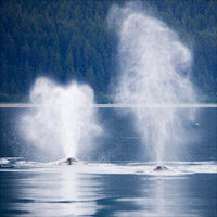 鯨の潮吹き
