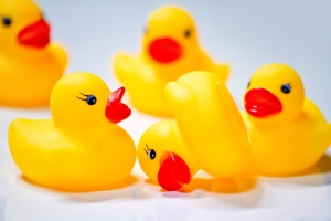 -shared-img-thumb-MOK_ahirucyansyuudanrinchi_TP_V